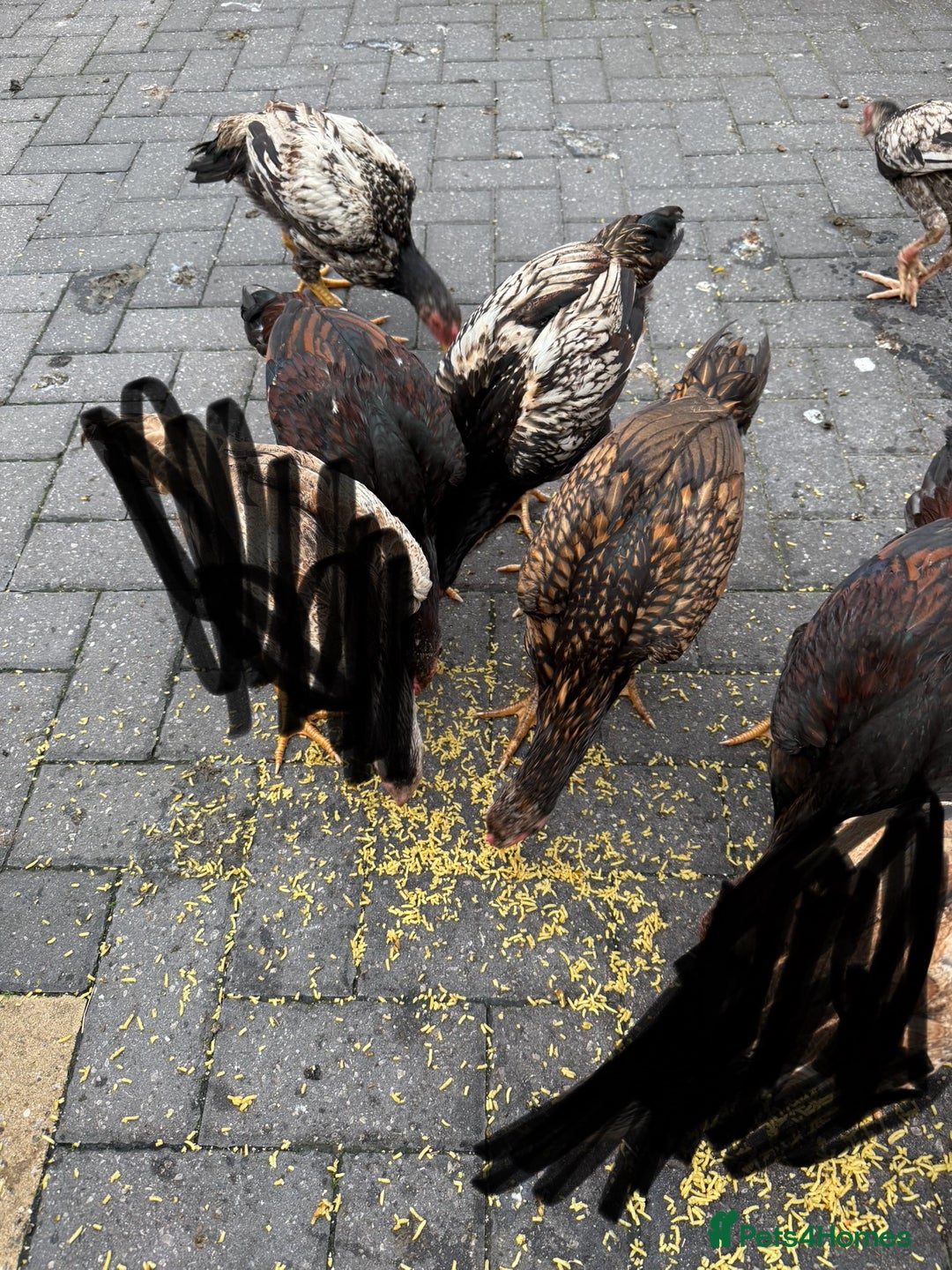 Chickens poultry for sale: shamo chickens🐓 - Image 1