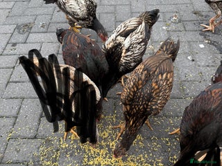 Chickens poultry - Advert 31