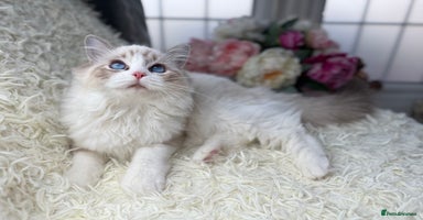 Ragdoll cats - Advert 9
