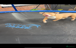 American Bulldog dogs for sale: 3 year old gorgeous male American bulldog  - Image 4