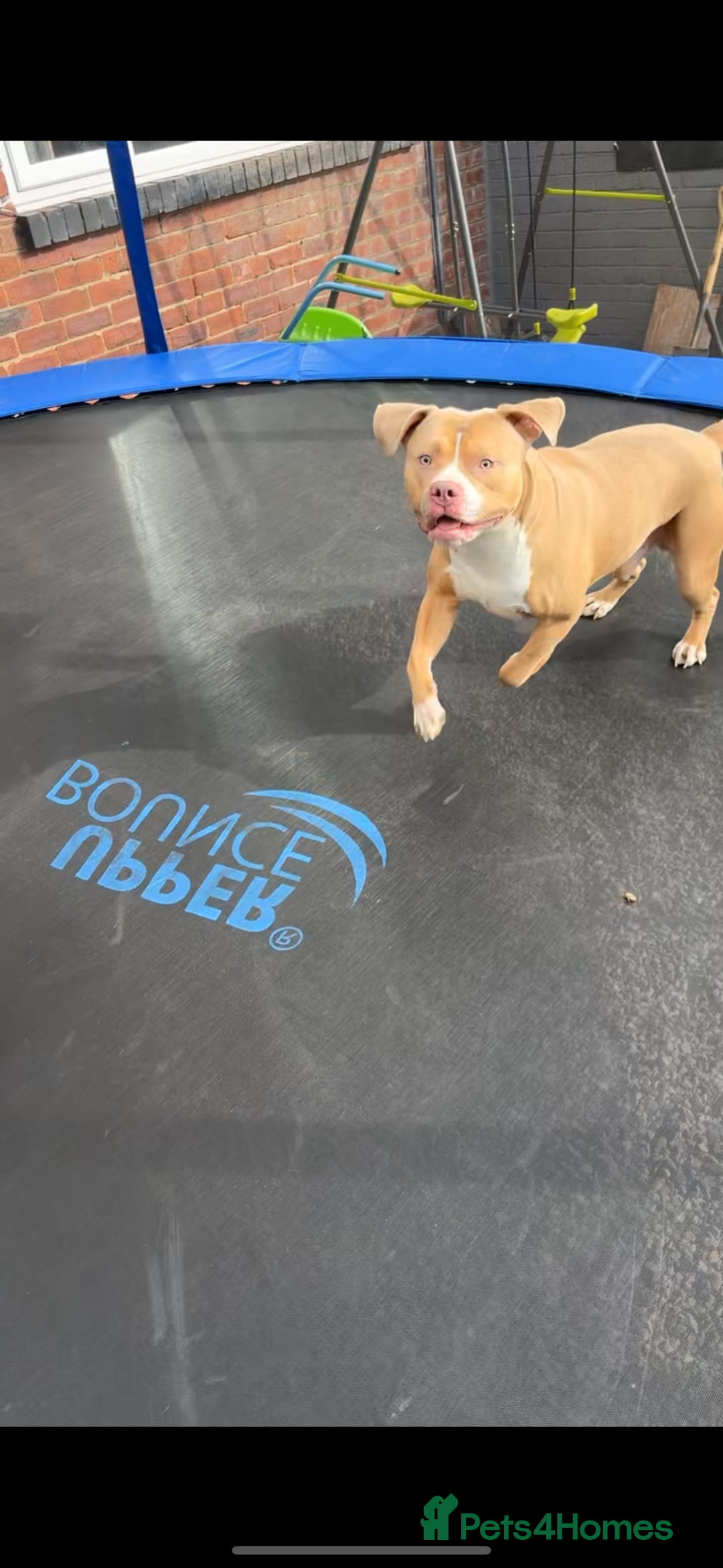 American Bulldog dogs for sale: 3 year old gorgeous male American bulldog  - Image 4