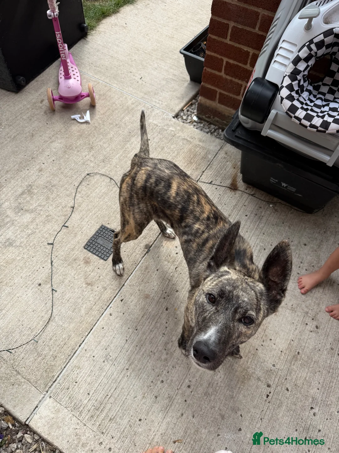 Mixed Breed dogs for sale: Hello this is Lola - Advert 5