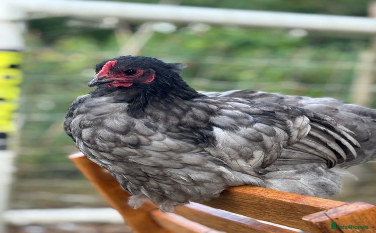Chickens poultry - Advert 10