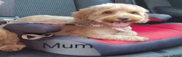 Cockapoo dogs for sale: Stunning F1BB Toy American Cockapoos - Advert 19