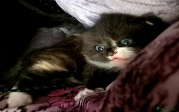 Mixed Breed cats for sale: Cute kittens  - Image 3