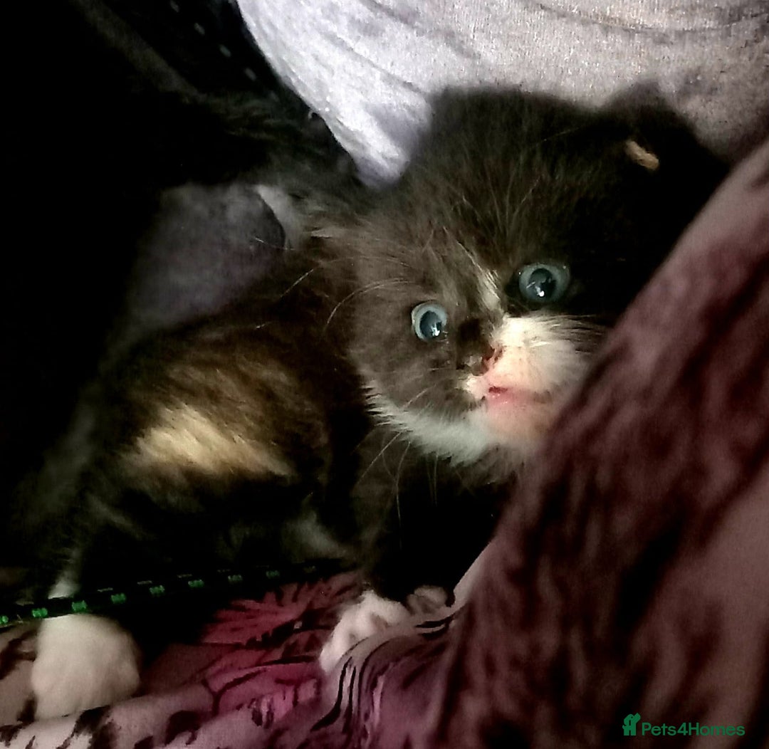 Mixed Breed cats for sale: Cute kittens  - Image 3