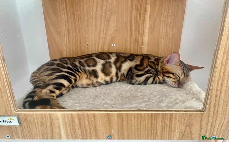 Bengal cats in Northampton - Advert 15