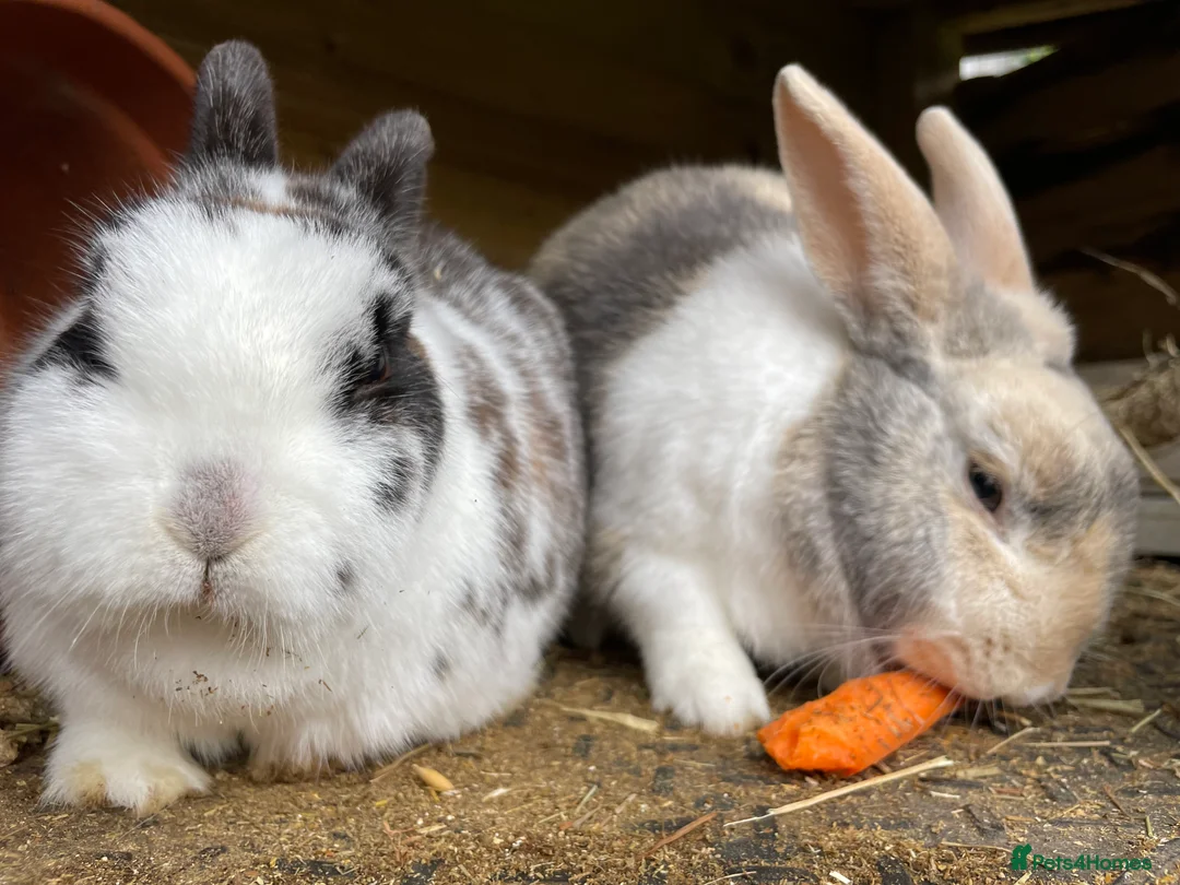 Mixed Breed rabbits for sale: Bonded Mixed Bunnies  - Advert 6