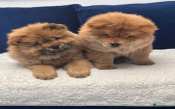 Chow Chow dogs for sale: Beautiful pure bred chow chow puppies for sale  - Image 9