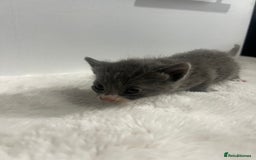 Mixed Breed cats for sale: 6 stunning kitten  - Image 14