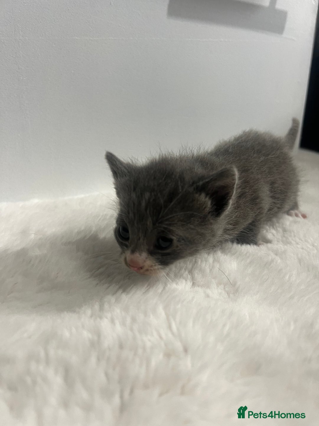 Mixed Breed cats for sale: 6 stunning kitten  - Image 14