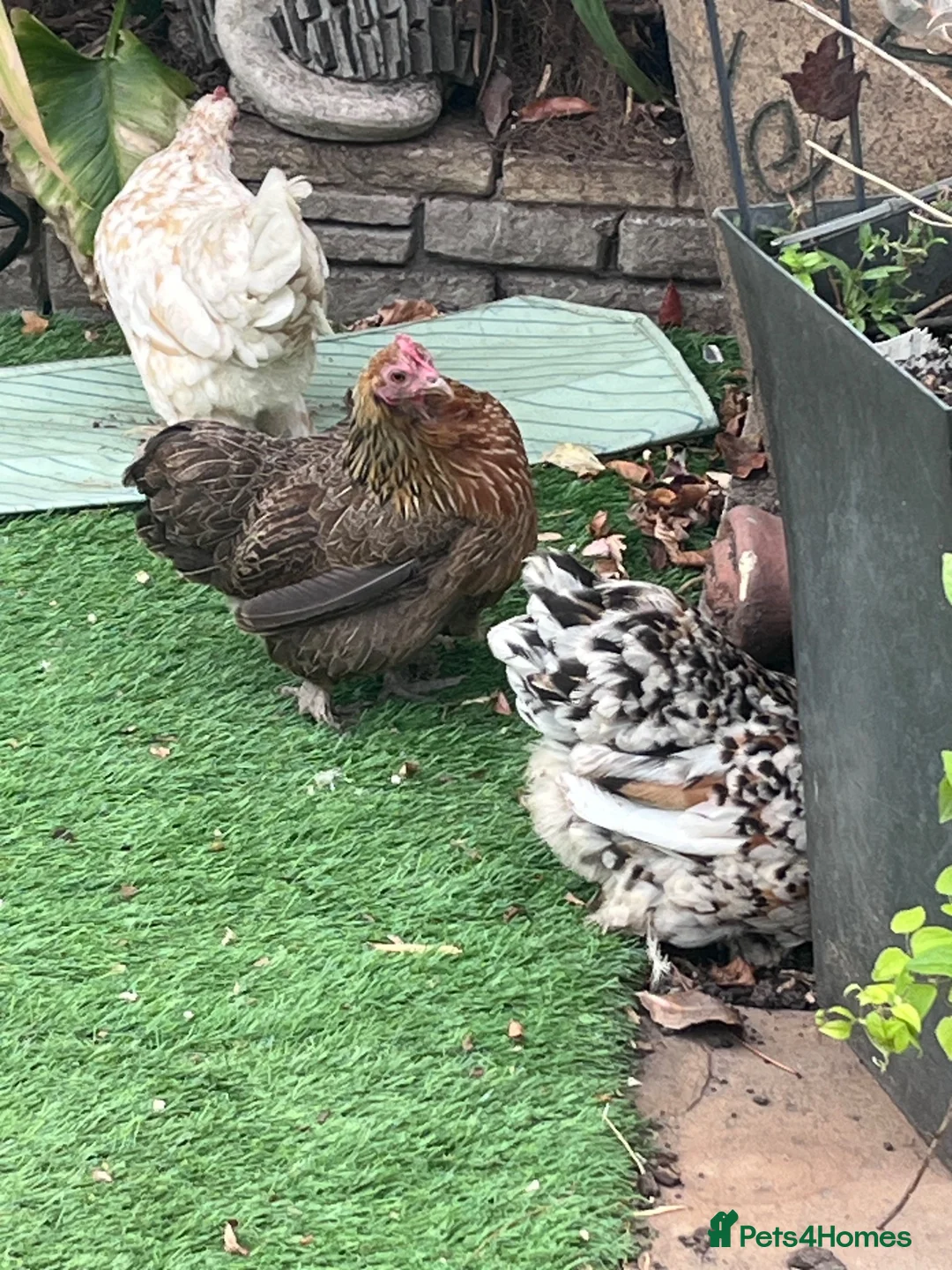 Chickens poultry for sale: Purebred bantam chicks - to point of lay birds - Advert 2