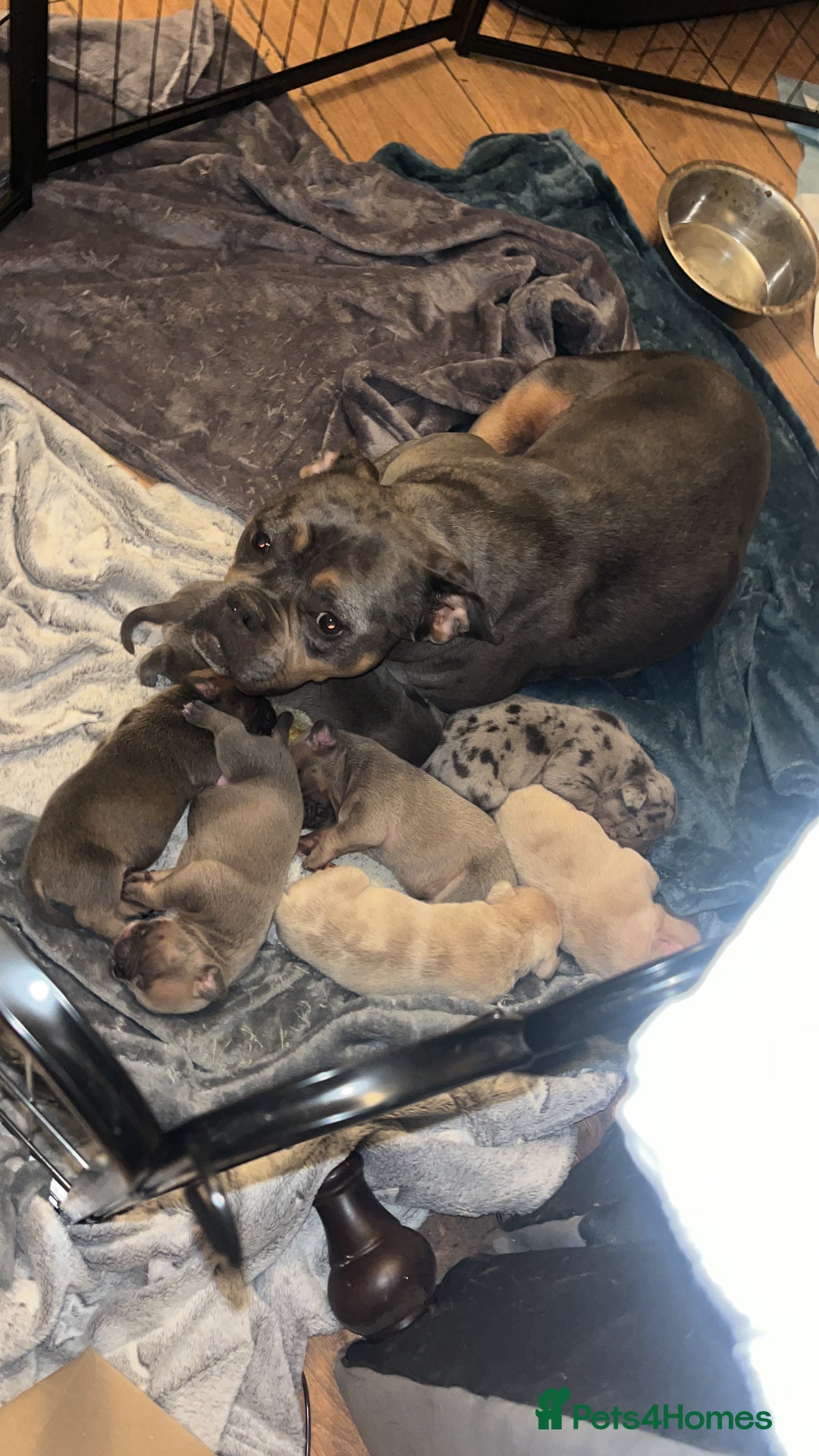 American Bully dogs for sale: Pocket bullies  - Image 1