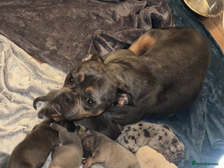 American Bully dogs - Advert 20