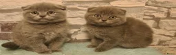 Mixed Breed cats for sale: Beautiful Kittens  - Advert 3