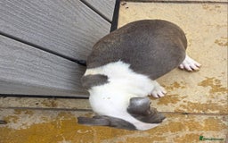 Boston Terrier dogs for sale: last Blue girl Bosto Terrier offers considered  in Leeds - Image 2