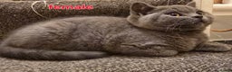 British Shorthair cats for sale: Adorable British Shorthair Kittens - Advert 11