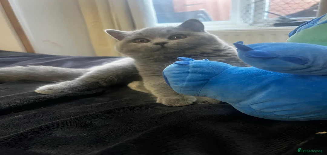 Gallery Image {{count}}