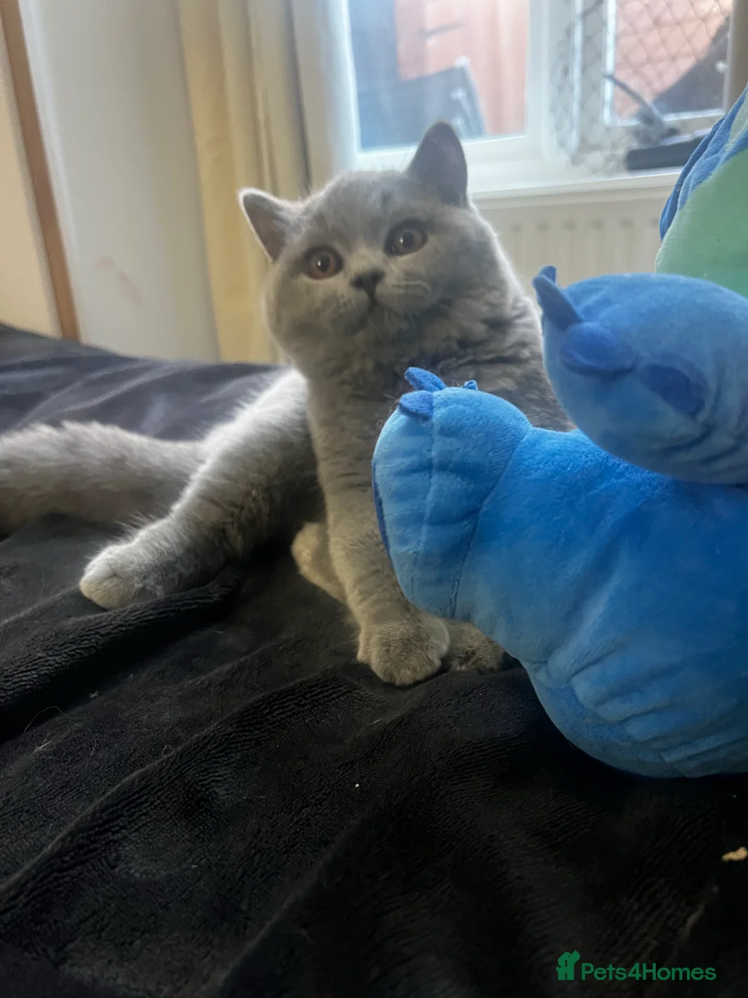 Gallery Image {{count}}