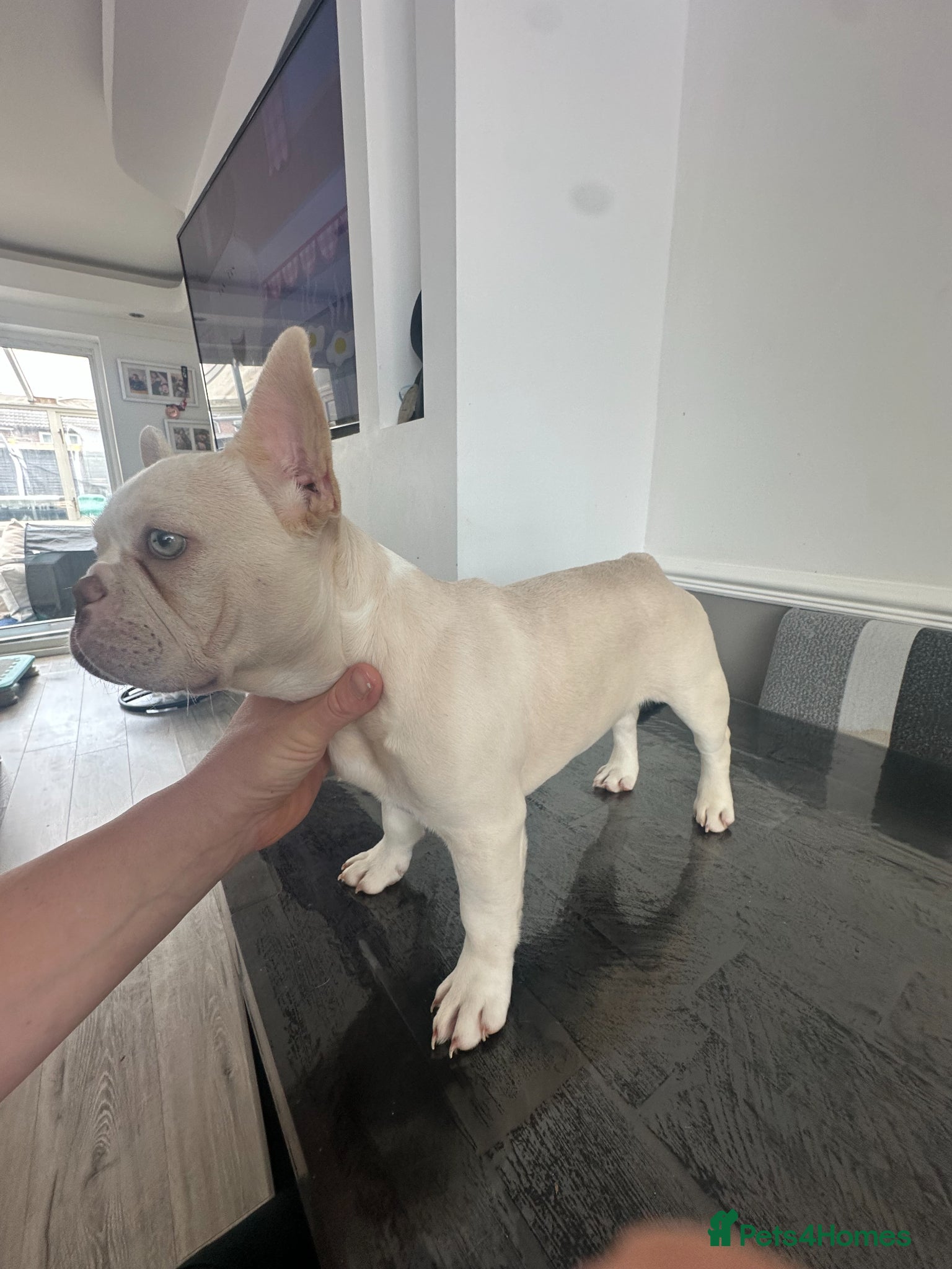 French Bulldog dogs Beautiful New Shade Isabella French Bulldog Puppy  - Advert 14