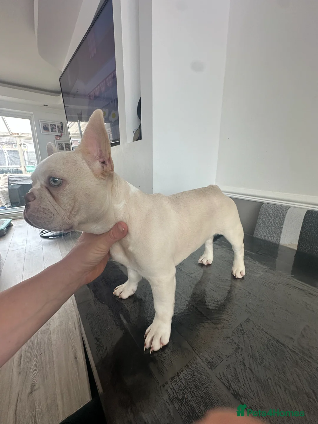 French Bulldog dogs for sale: Beautiful New Shade Isabella French Bulldog Puppy  - Advert 1