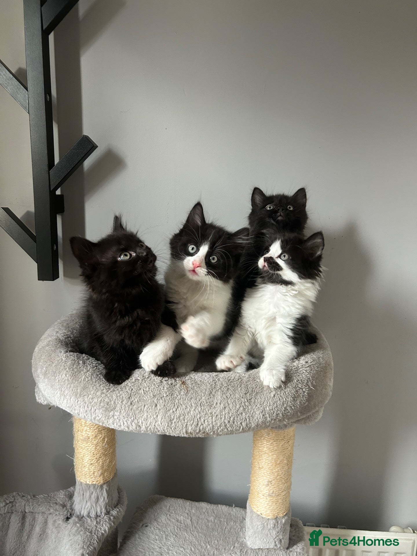 Mixed Breed cats 🐾💕 Adorable Fluffy KittensLooking for Homes 🐱🏡 - Advert 1