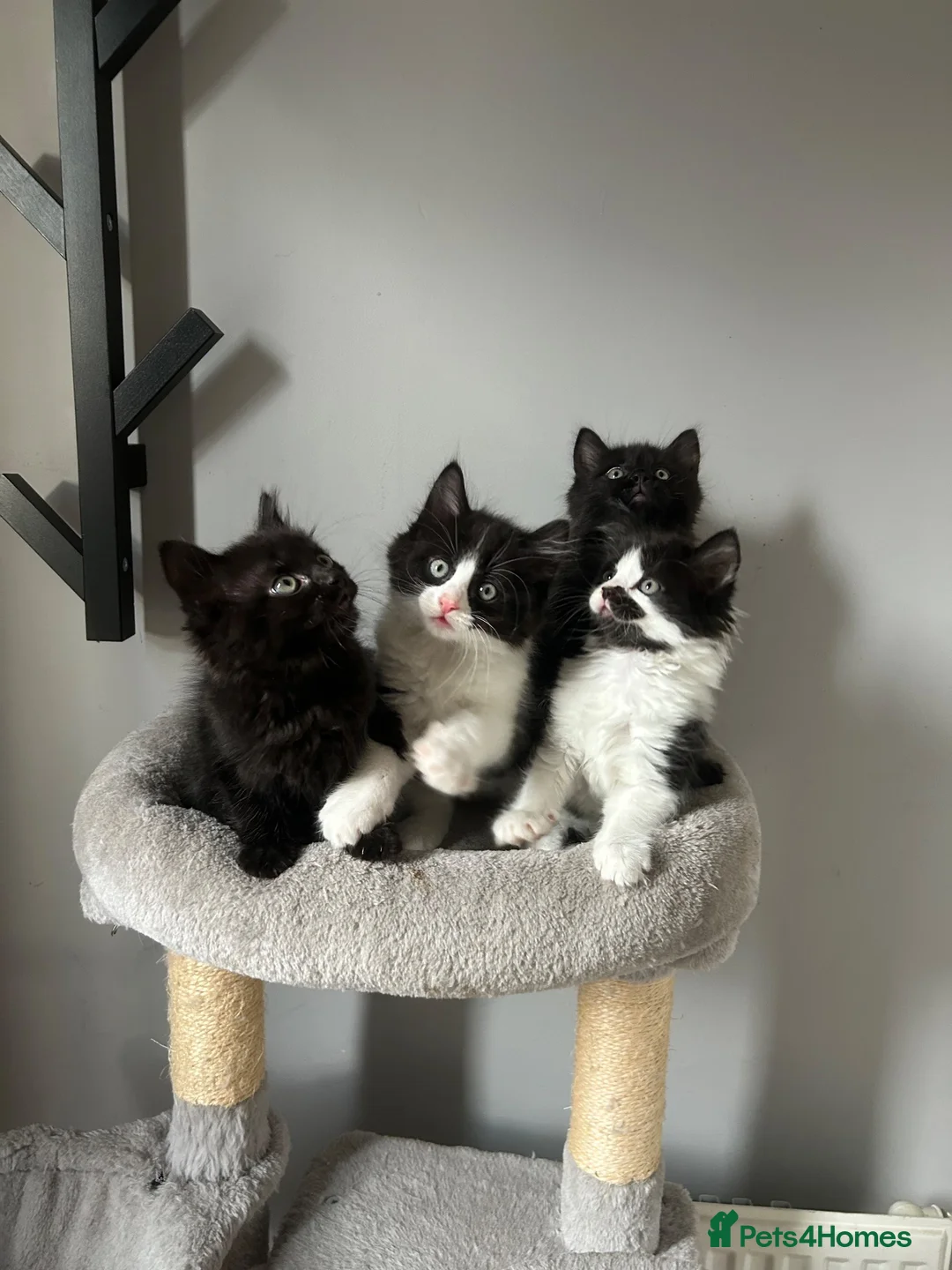 Mixed Breed cats for sale: 🐾💕 Adorable Fluffy KittensLooking for Homes 🐱🏡 - Advert 1