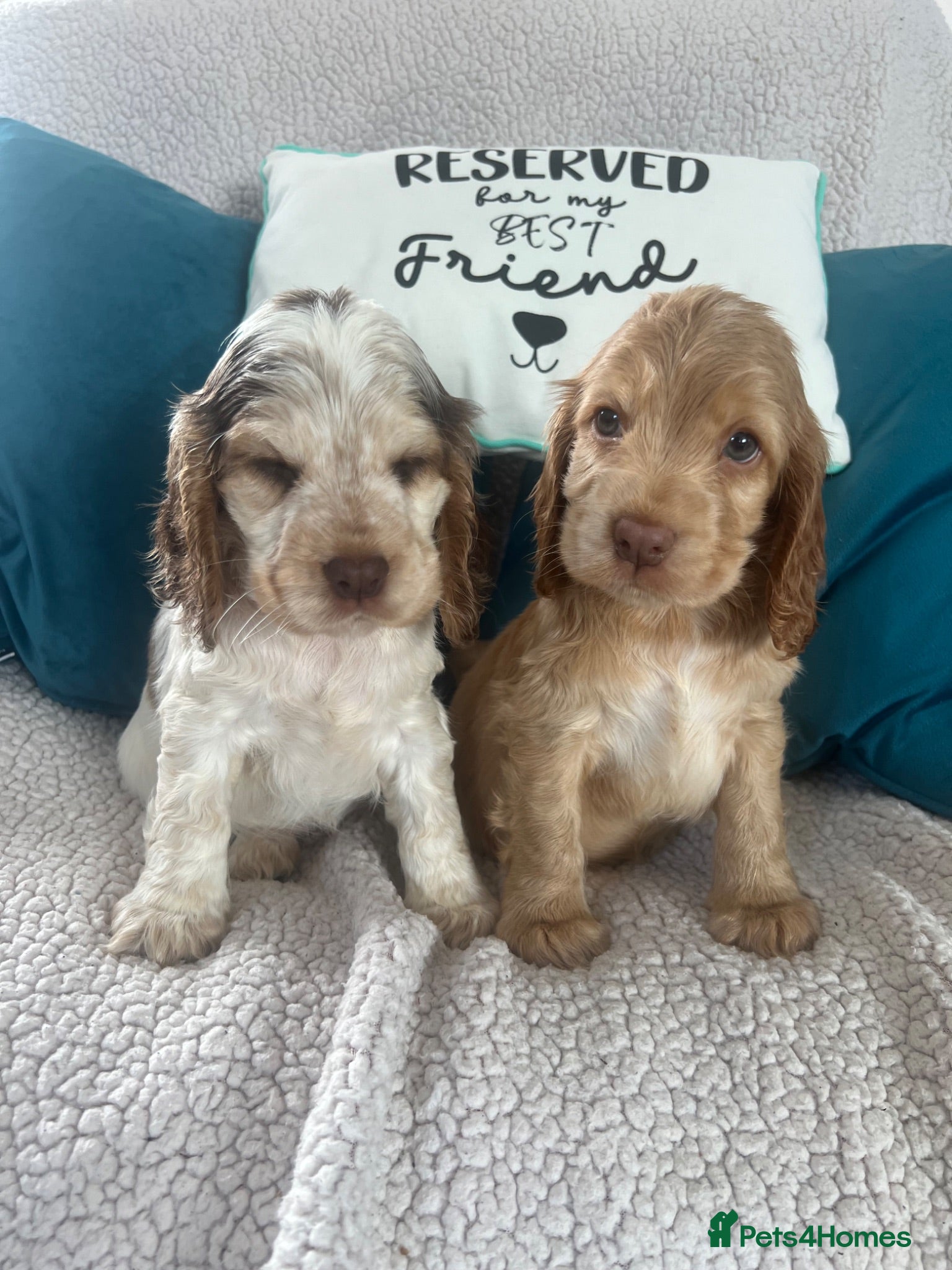 Cocker Spaniel dogs 🐶💙READY NOW💝🐶 show type KC health tested.   - Advert 2