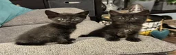 Mixed Breed cats for sale: Beautiful 🐈‍⬛ kittens x - Advert 10