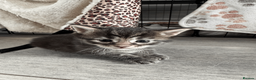 Maine Coon cats for sale: Stunning Maine Coon Kittens – 4 Girls & 1 Boy - Advert 14