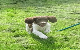 English Springer Spaniel dogs for sale: English Springer Spaniel Puppy 2 - English Springer Spaniel Puppies - Image 31