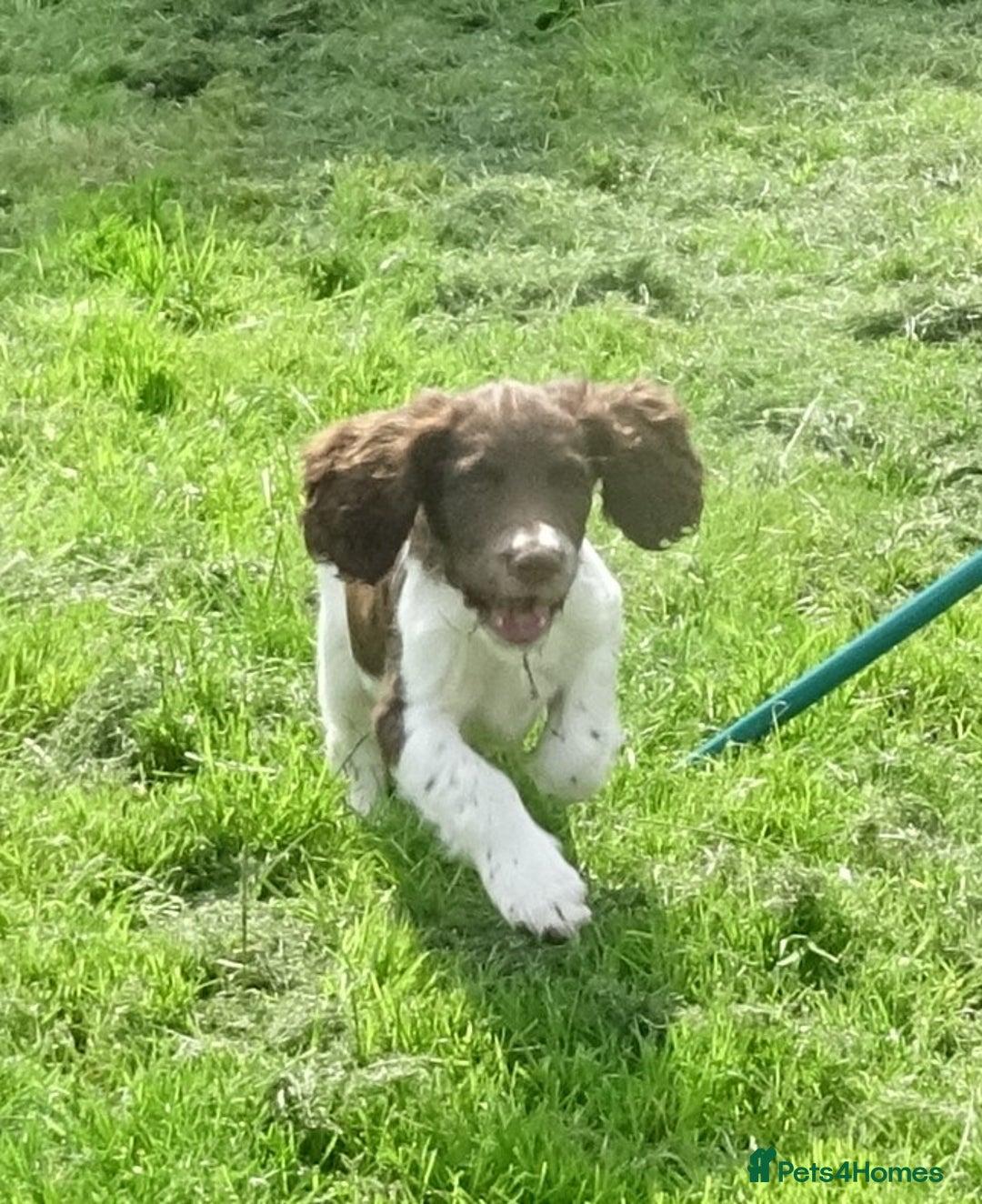 English Springer Spaniel dogs for sale: English Springer Spaniel Puppy 2 - English Springer Spaniel Puppies - Image 31