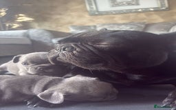 French Bulldog dogs for sale: 5 gorgeous fur babies 🩷 - Image 10