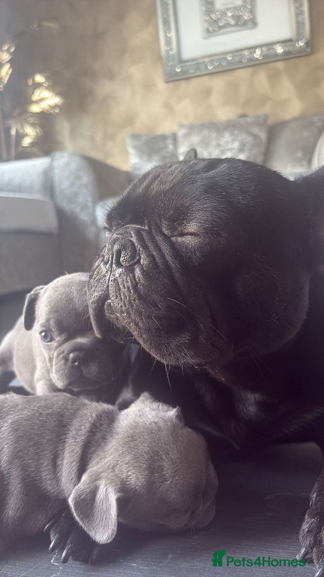 French Bulldog dogs for sale: 5 gorgeous fur babies 🩷 - Image 10