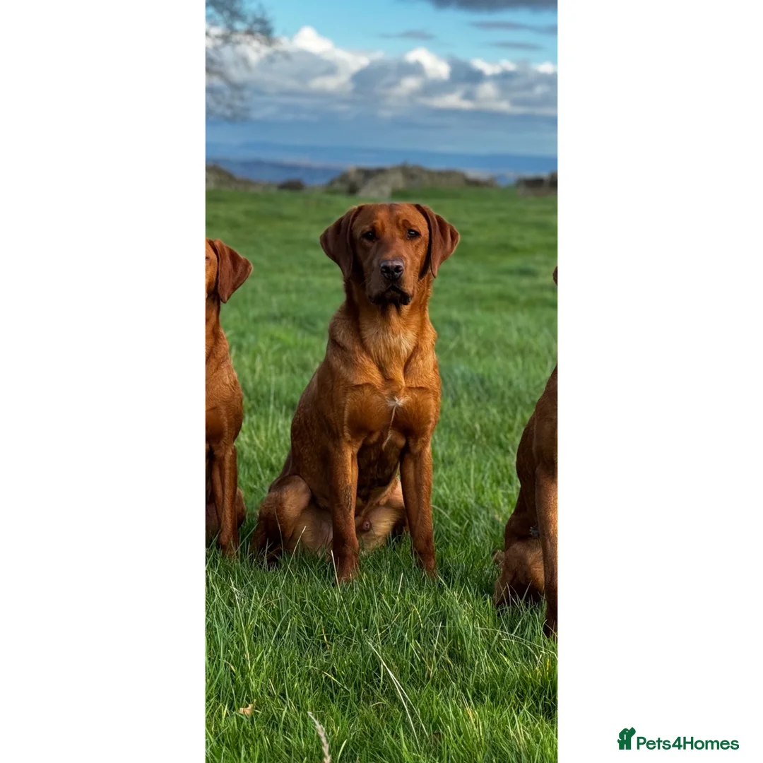 Labrador Retriever dogs for stud: ✨PROVEN FULLY HEALTH TESTED WORKING RED LABRADOR✨ in Hawes - Advert 16