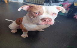 Mixed Breed dogs for sale: Alphablue bulldog  - Image 1