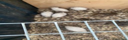Quail poultry for sale: Coturnix quail and CPQ see description for prices  - Advert 20