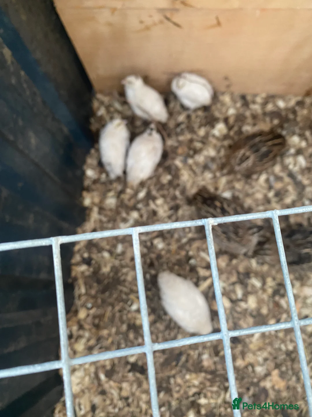 Quail poultry for sale: Coturnix quail see description for prices  - Advert 20