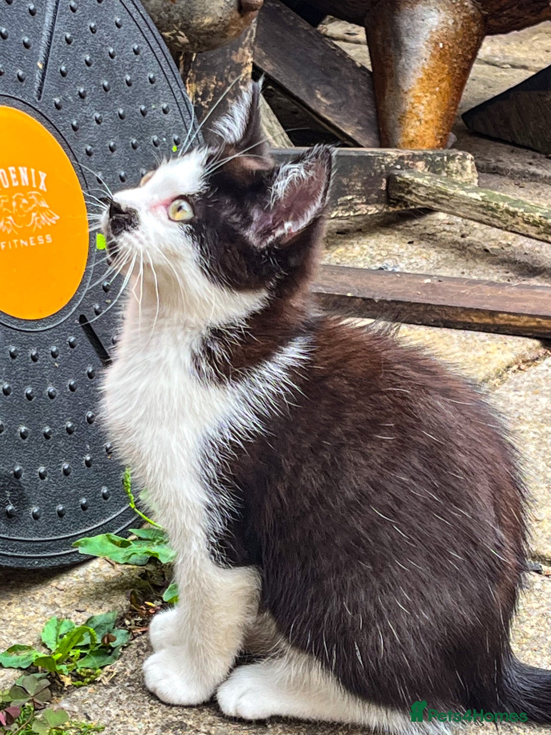 Bengal cats for sale: RARE Coats ~ Bengal/Maine Coon mix - Image 8
