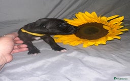Great Dane dogs for sale: KC Registered Great Dane Puppies. - Image 20