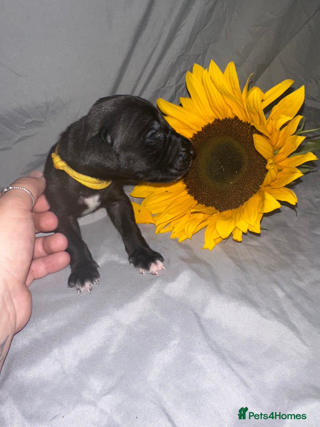 Great Dane dogs for sale: KC Registered Great Dane Puppies. - Image 20
