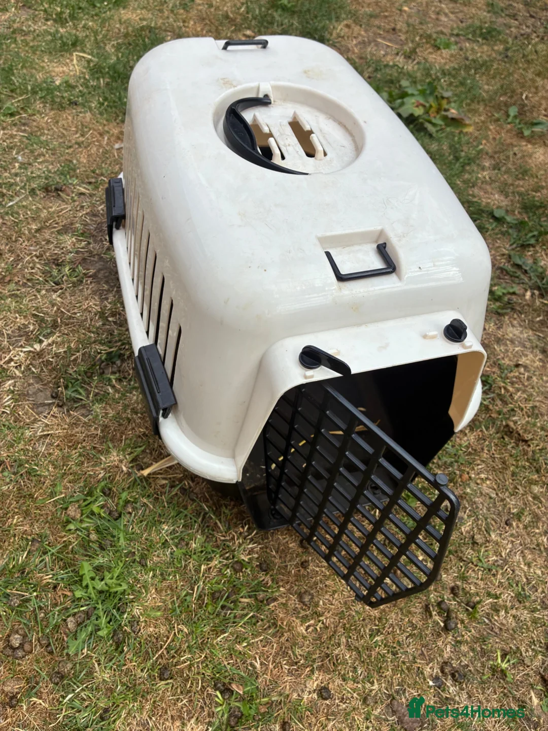 English Lop rabbits for sale: Two gorgeous female lop rabbits  in Sheffield - Advert 10