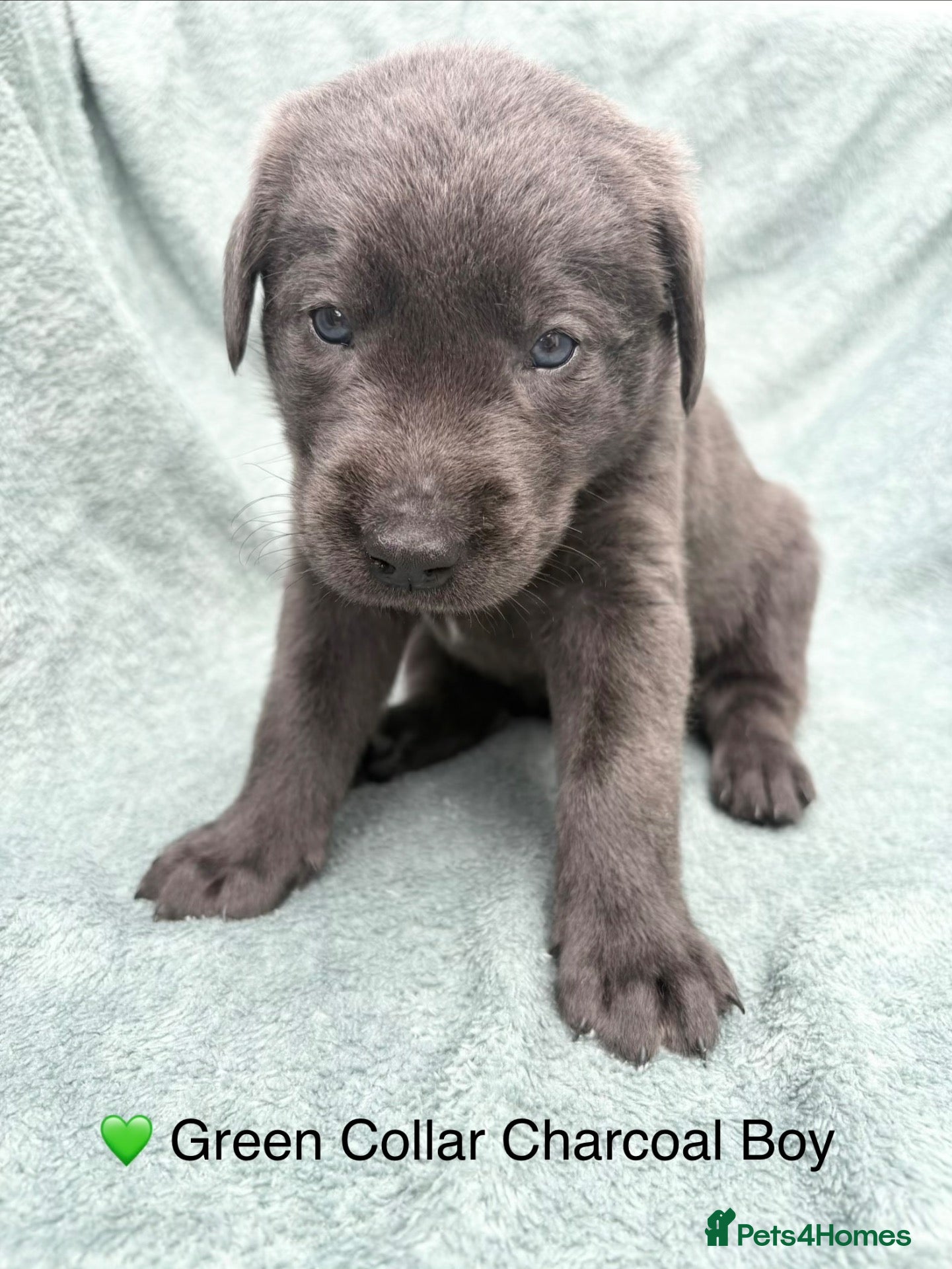 Labrador Retriever dogs KC registered Silver/Champagne/Charcoal Labradors - Advert 2