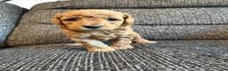 Miniature Poodle dogs for sale: Red Miniature poodle puppy🤎🐾 - Advert 16