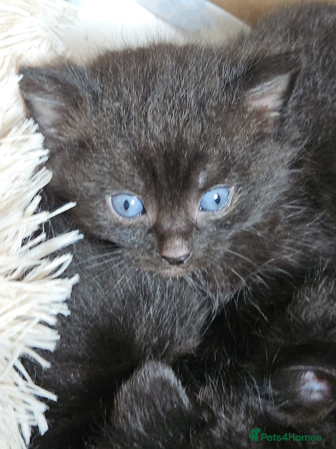 British Shorthair cats for sale: Baby kitten - Image 2