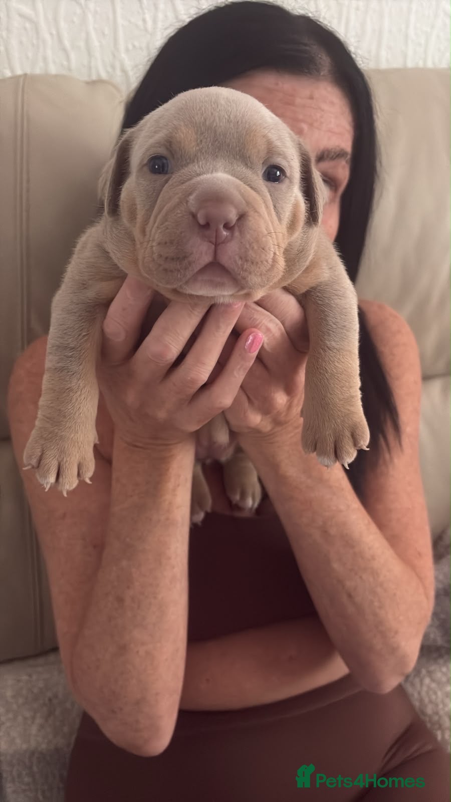 American Bulldog dogs Female Pocket Bully Puppy - Advert 1