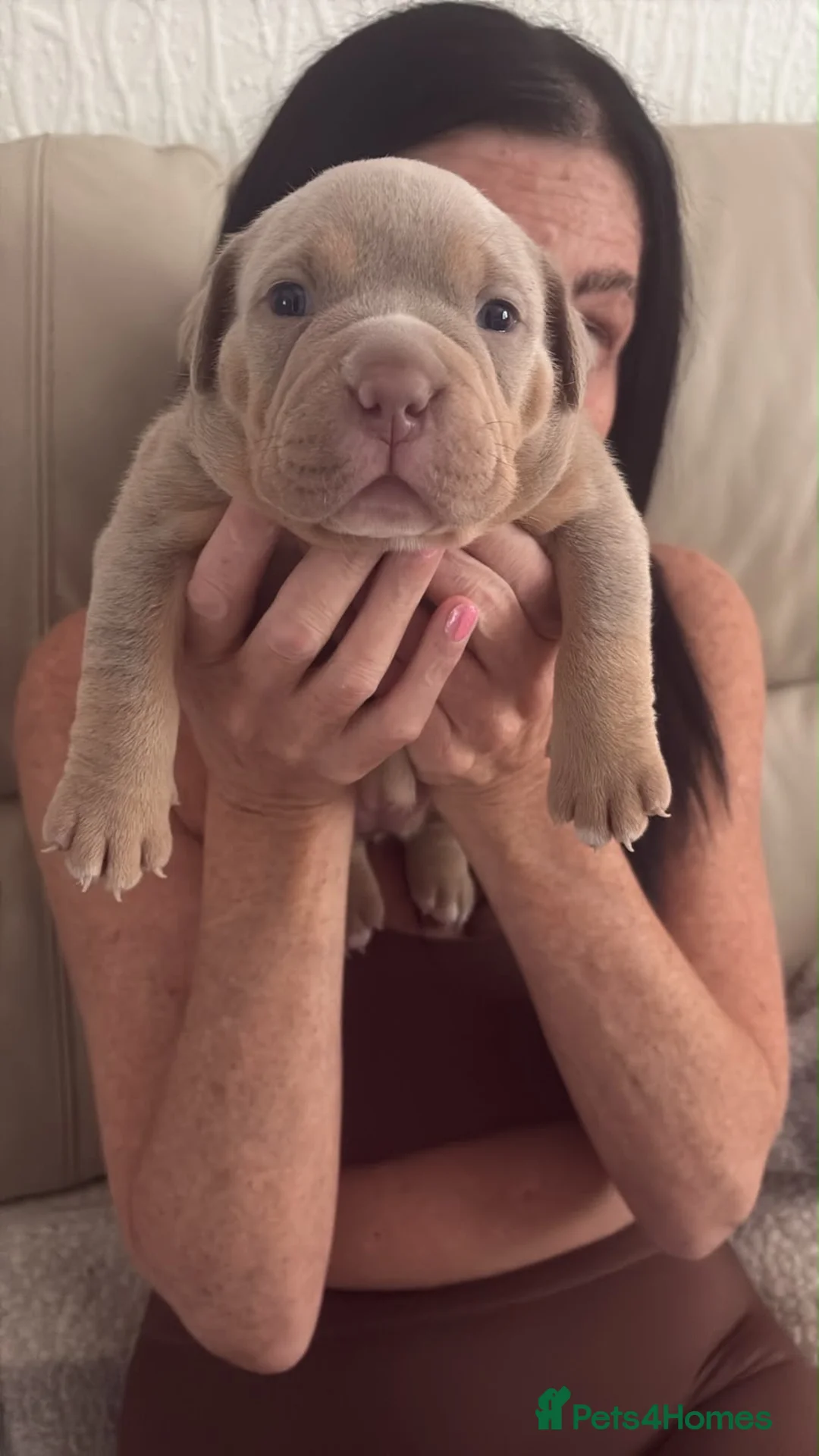 American Bulldog dogs for sale: Female Pocket Bully Puppy - Advert 1