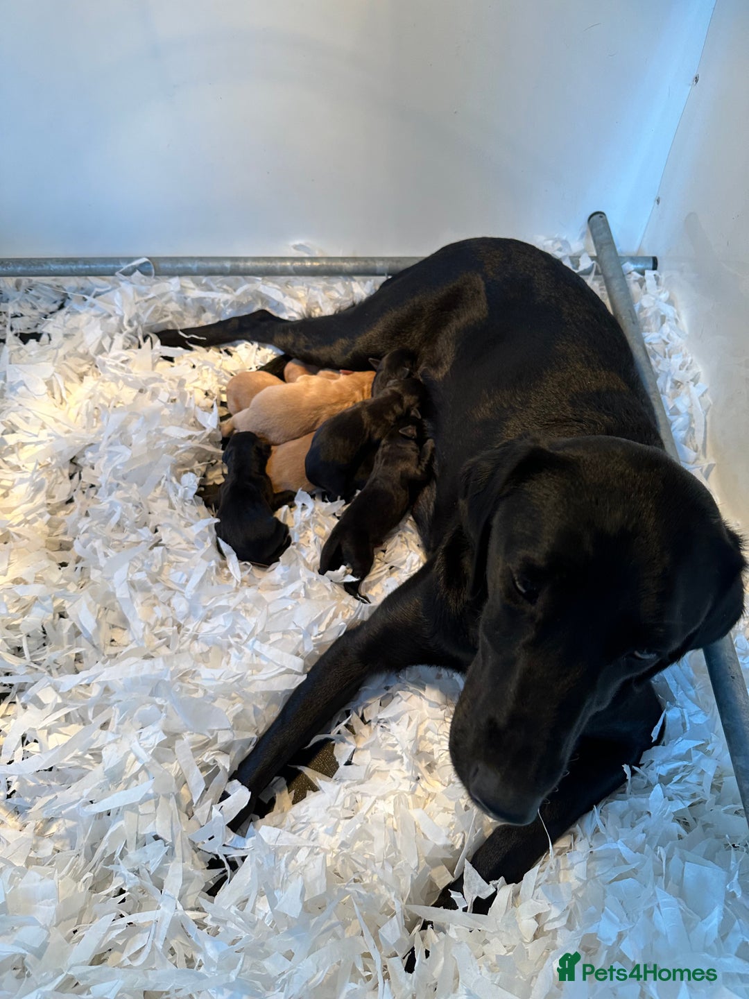 Labrador Retriever dogs for sale: Black Labrador Retriever Pups - Image 5