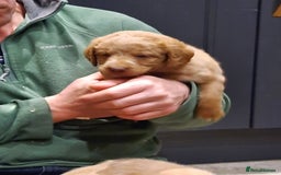 Labradoodle dogs for sale: Gorgeous Miniature Labradoodles - Advert 6