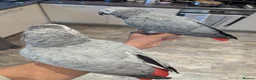 Parrots birds for sale: Pair of extremely tame African grey parrots  - Advert 5